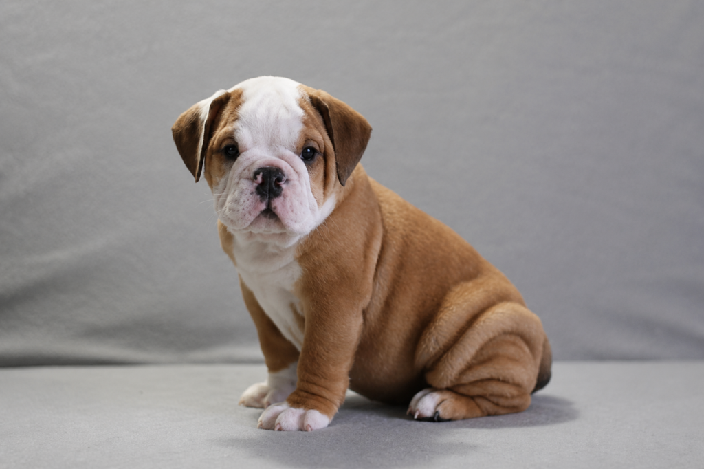 camila female english bully