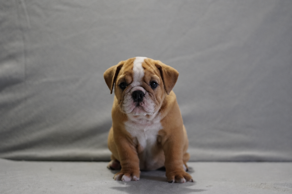 nylah female english bulldog